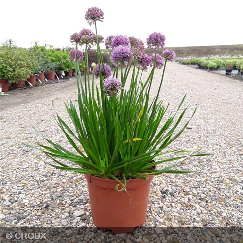 ALLIUM 'Millenium'