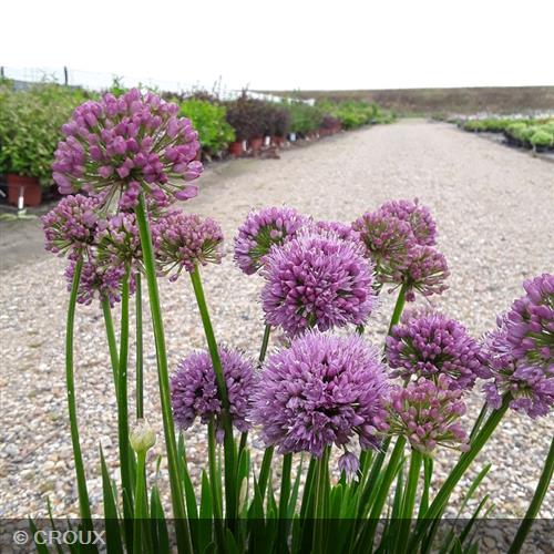 ALLIUM 'Millenium'