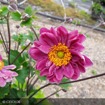 ANEMONE hupehensis  'Pamina'