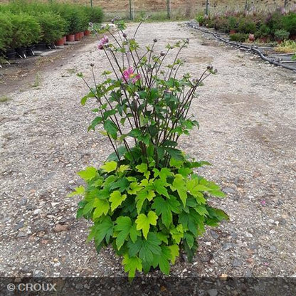 ANEMONE hupehensis  'Pamina'