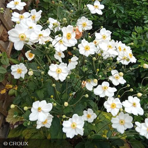 ANEMONE x hybrida 'Honorine Jobert'