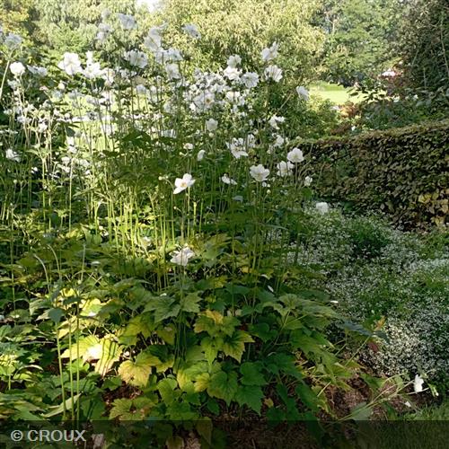 ANEMONE x hybrida 'Honorine Jobert'