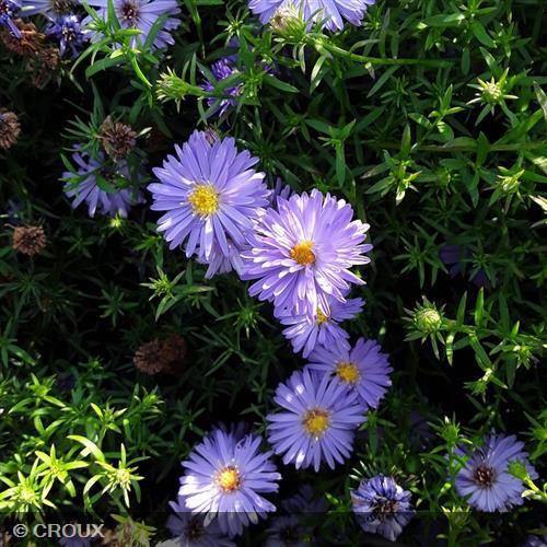 ASTER dumosus 'Professor Anton Kippenberg'