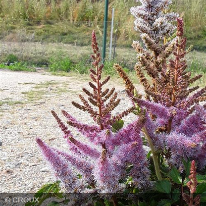 ASTILBE chinensis 'Pumila'
