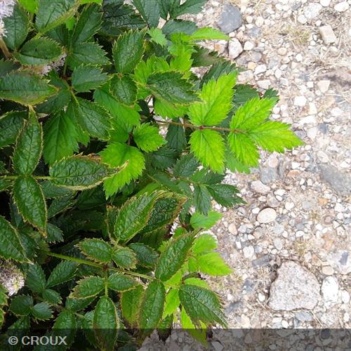 ASTILBE chinensis 'Pumila'