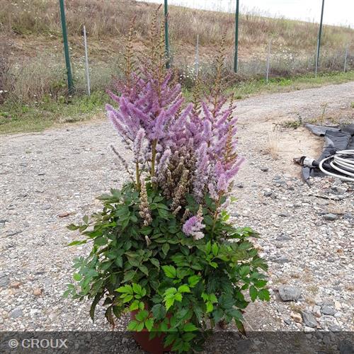 ASTILBE chinensis 'Pumila'