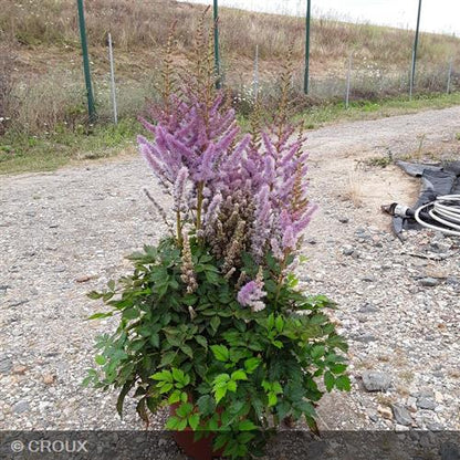 ASTILBE chinensis 'Pumila'