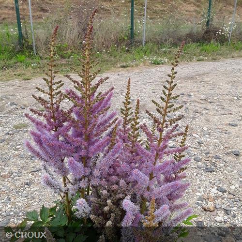 ASTILBE chinensis 'Pumila'
