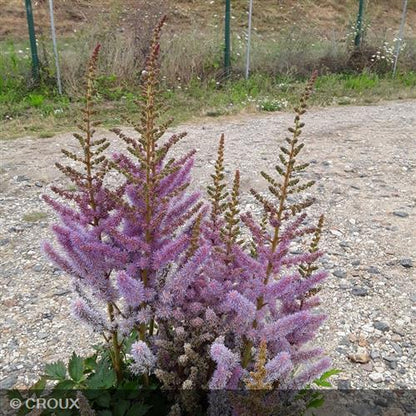 ASTILBE chinensis 'Pumila'