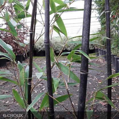 BAMBOU PHYLLOSTACHYS nigra