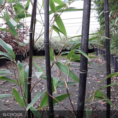 BAMBOU PHYLLOSTACHYS nigra