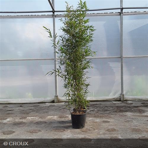 BAMBOU PHYLLOSTACHYS nigra