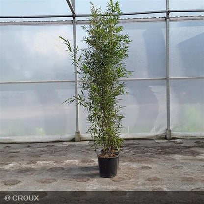 BAMBOU PHYLLOSTACHYS nigra