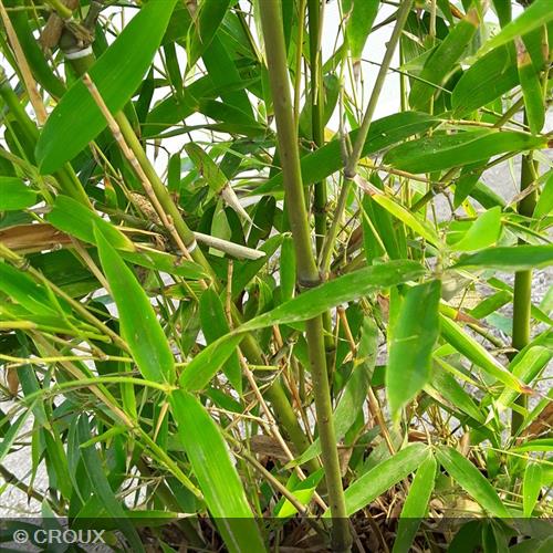 BAMBOU PHYLLOSTACHYS aurea