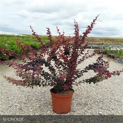 BERBERIS x ottawensis 'Superba'
