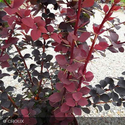 BERBERIS x ottawensis 'Superba'