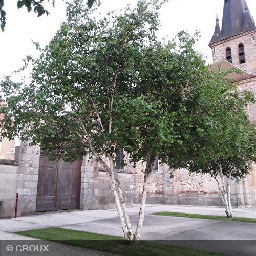 BETULA utilis Cepee
