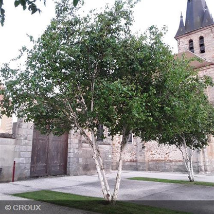 BETULA utilis 'Jacquemantii'