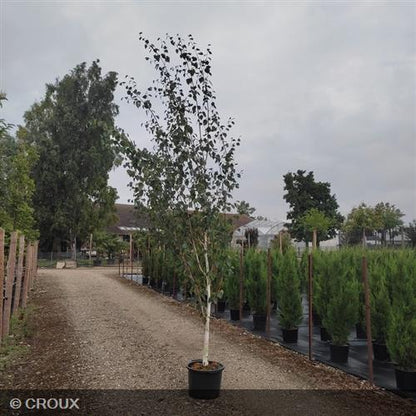 BETULA utilis 'Jacquemantii'