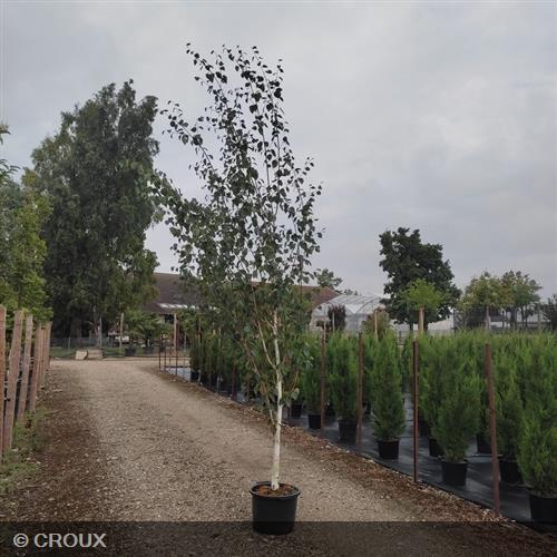 BETULA utilis 'Jacquemantii'