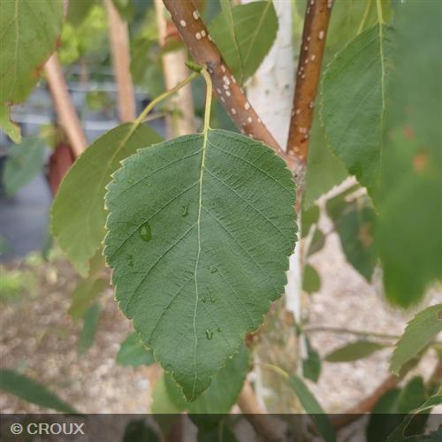 BETULA utilis 'Jacquemantii'