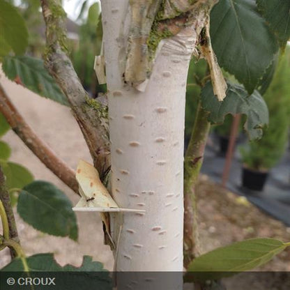BETULA utilis 'Jacquemantii'