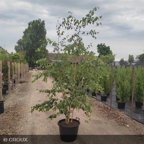 BETULA pendula / verrucosa