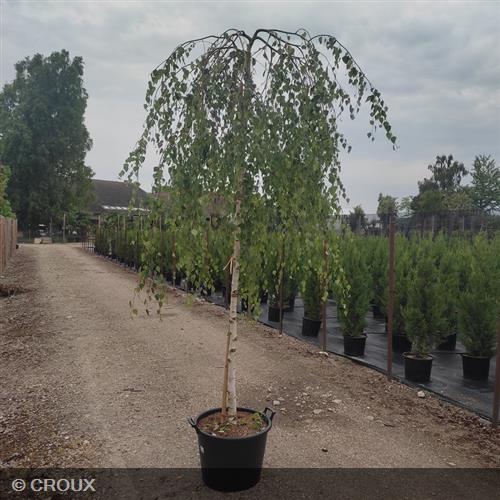BETULA verrucosa 'Youngii'