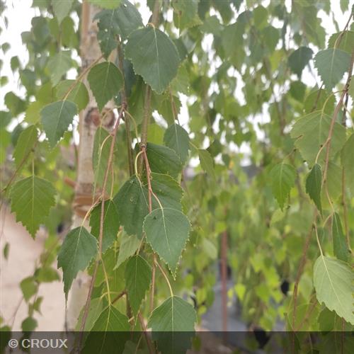 BETULA verrucosa 'Youngii'