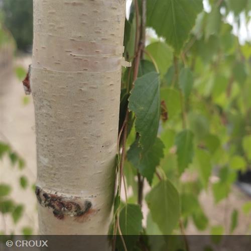 BETULA verrucosa 'Youngii'