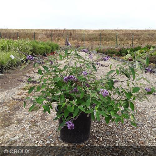 BUDDLEIA davidii 'Flutterby Lavender®'