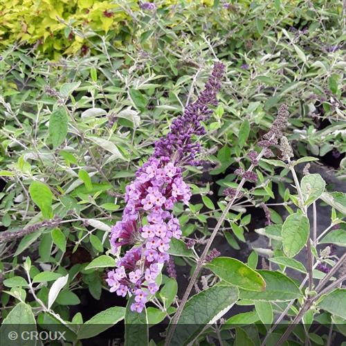 BUDDLEIA davidii 'Flutterby Lavender®'