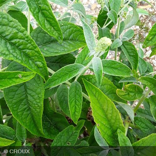 BUDDLEIA davidii 'Flutterby Lavender®'
