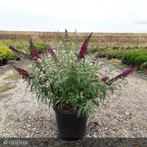 BUDDLEIA davidii 'Flutterby Red®'