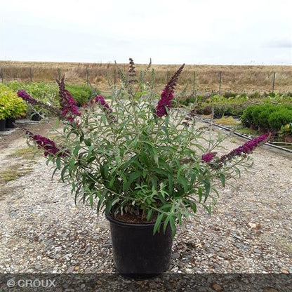 BUDDLEIA davidii 'Flutterby Red®'