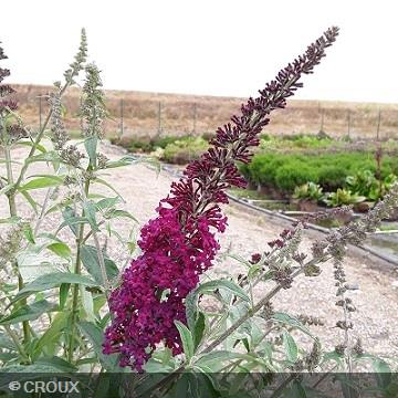 BUDDLEIA davidii 'Flutterby Red®'