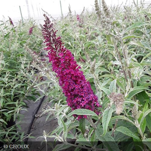 BUDDLEIA davidii 'Flutterby Red®'