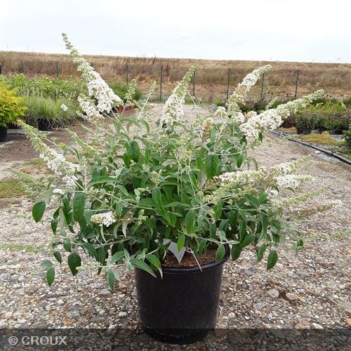 BUDDLEIA davidii 'Flutterby White®'