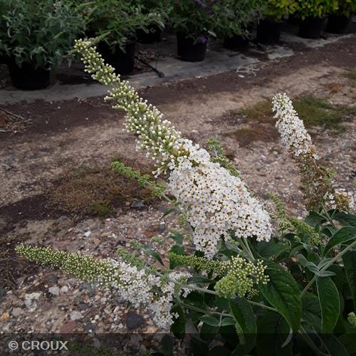 BUDDLEIA davidii 'Flutterby White®'