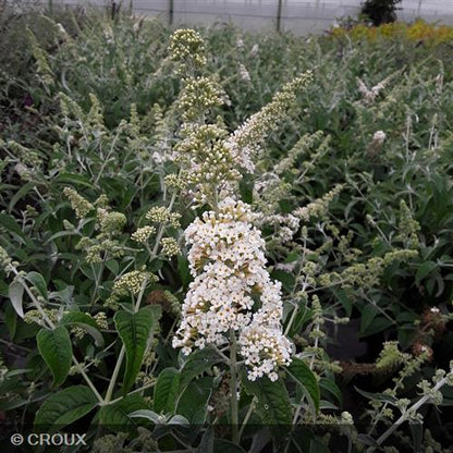BUDDLEIA davidii 'Flutterby White®'
