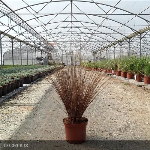 CAREX buchananii 'Red rooster'