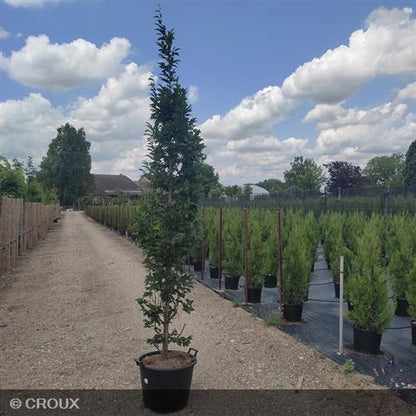 CARPINUS betulus 'Fastigiata'