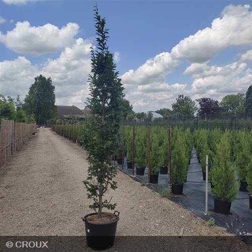 CARPINUS betulus 'Fastigiata'