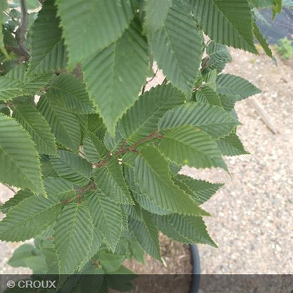CARPINUS betulus 'Fastigiata'