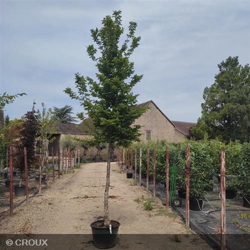 CARPINUS betulus