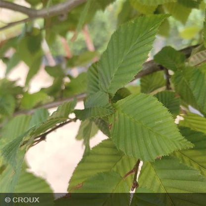 CARPINUS betulus
