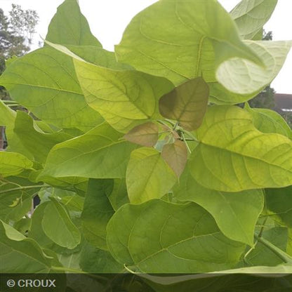 CATALPA bignonioides