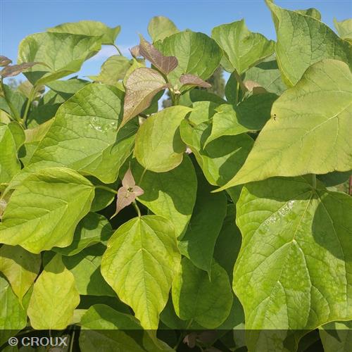 CATALPA bignonioides 'Nana'