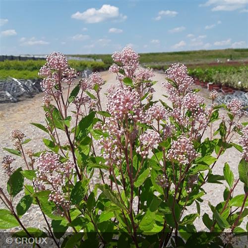 CEANOTHUS x pallidus 'Marie Simon'