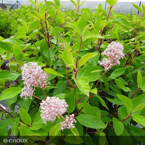 CEANOTHUS x pallidus 'Marie Simon'